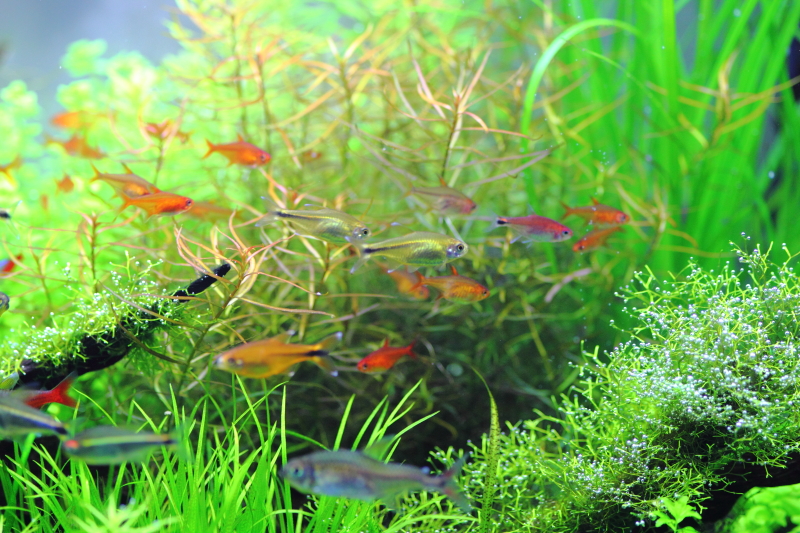 小型熱帯魚の混泳水槽
